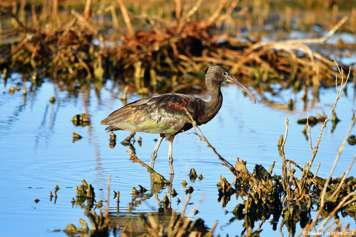 Beltzaran arrunta - ML622727265