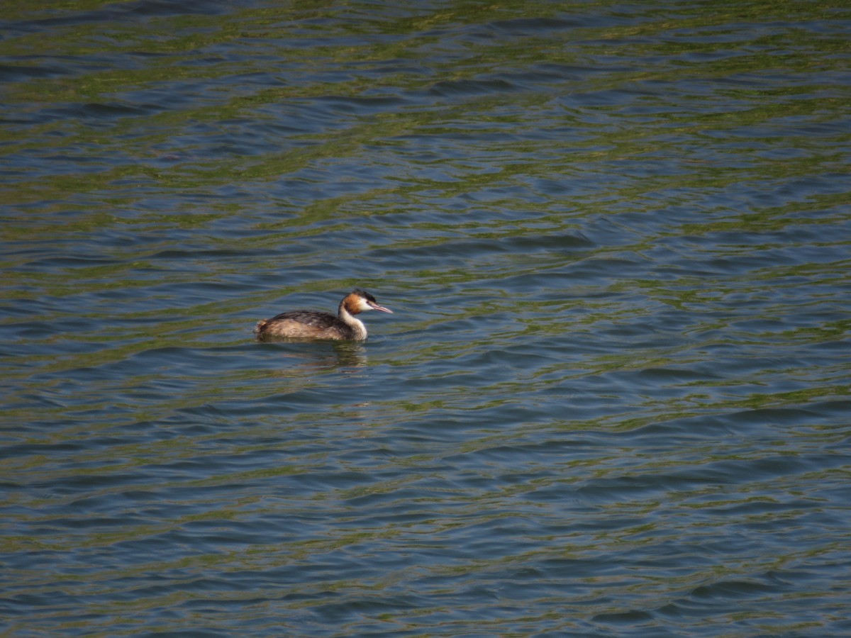 Great Crested Grebe - ML622727284