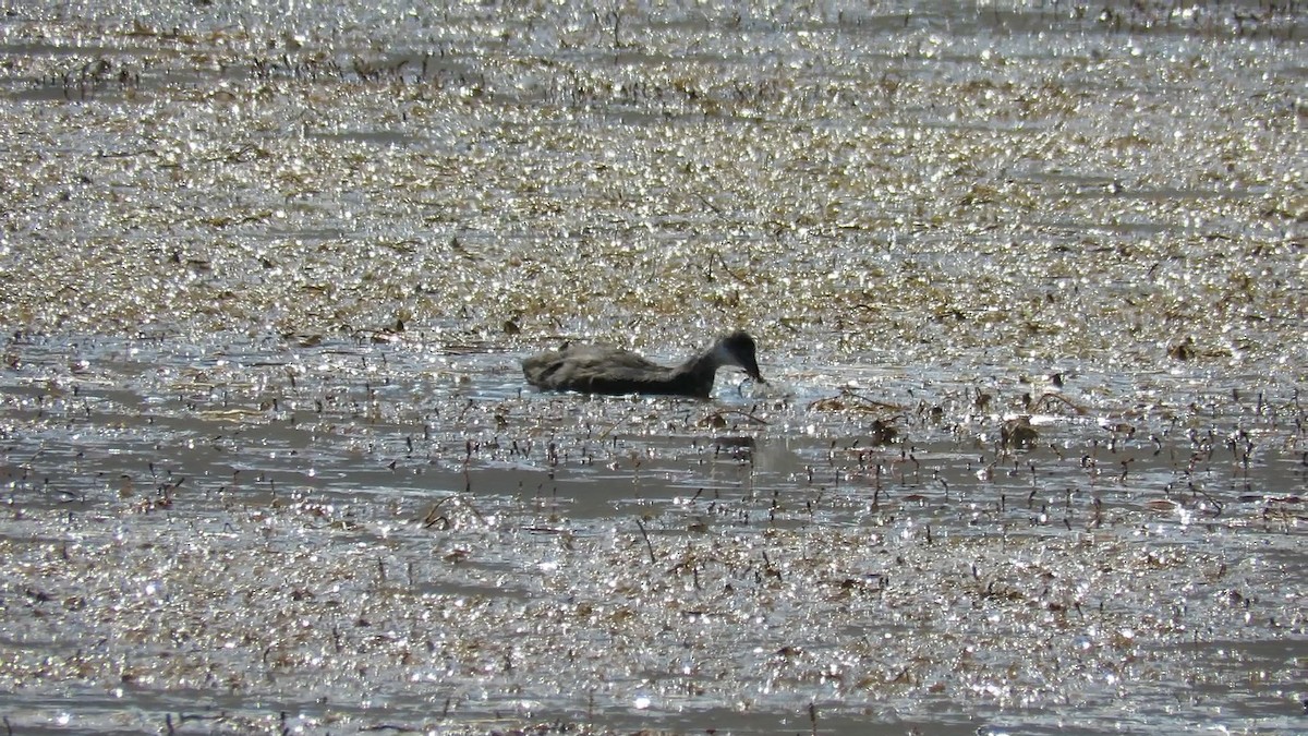 Eurasian Coot - ML622727298