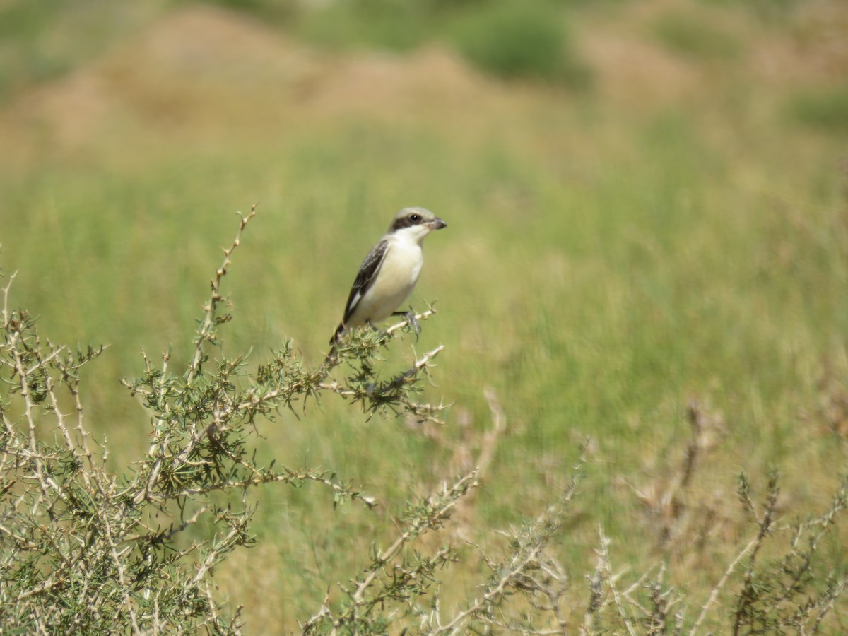 Lesser Gray Shrike - ML622727301