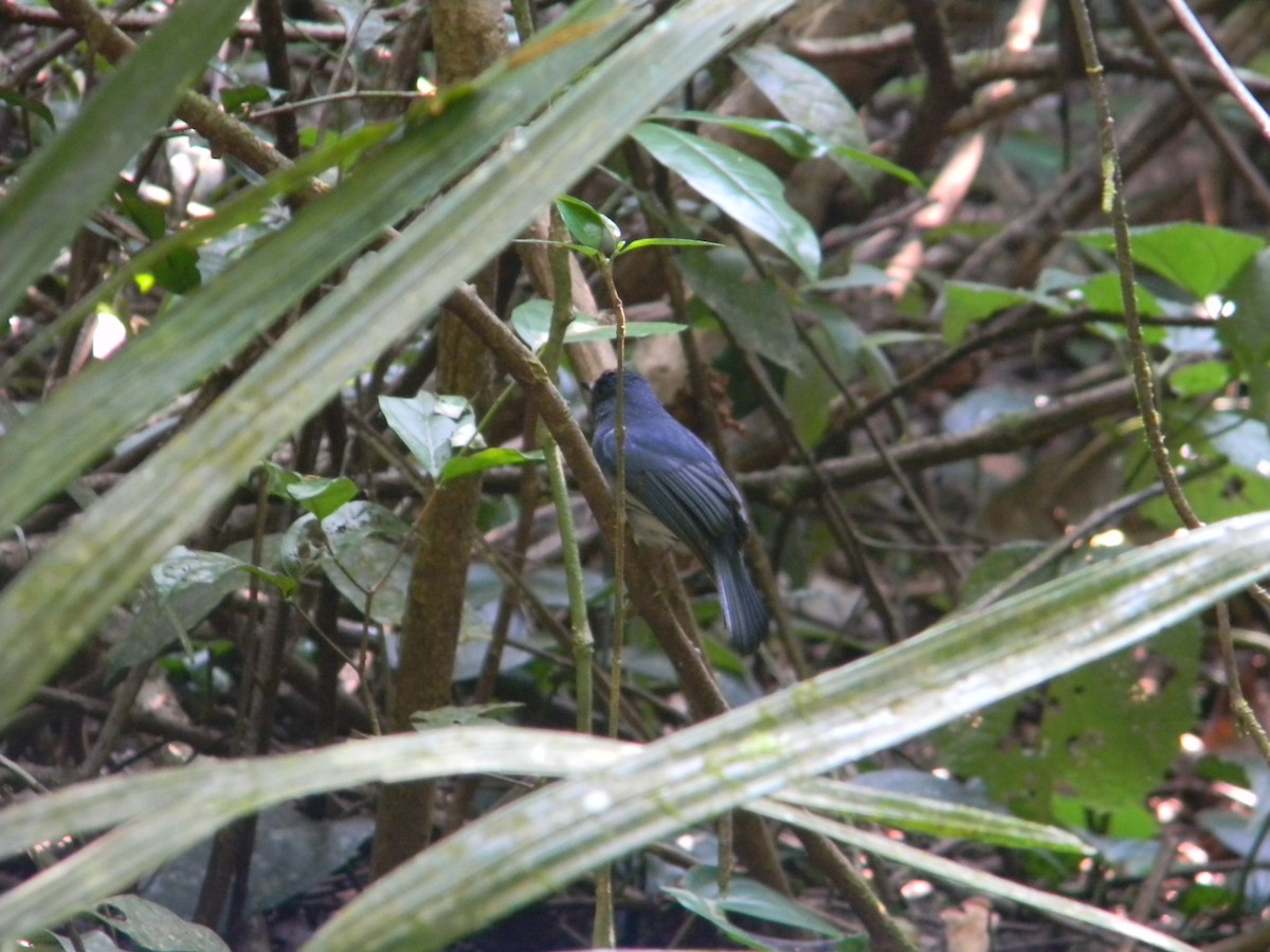 White-bellied Blue Flycatcher - ML622727302