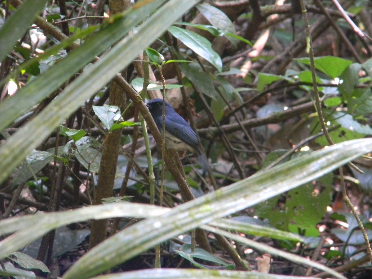 White-bellied Blue Flycatcher - ML622727303