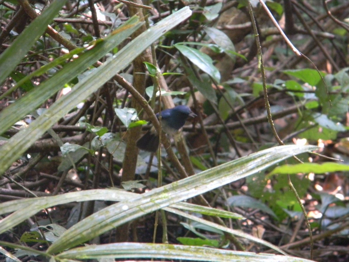 White-bellied Blue Flycatcher - ML622727304