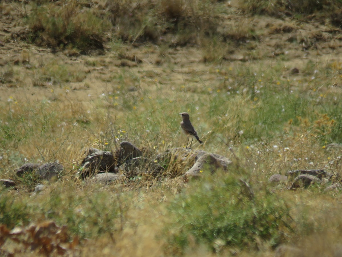 Northern Wheatear - ML622727306