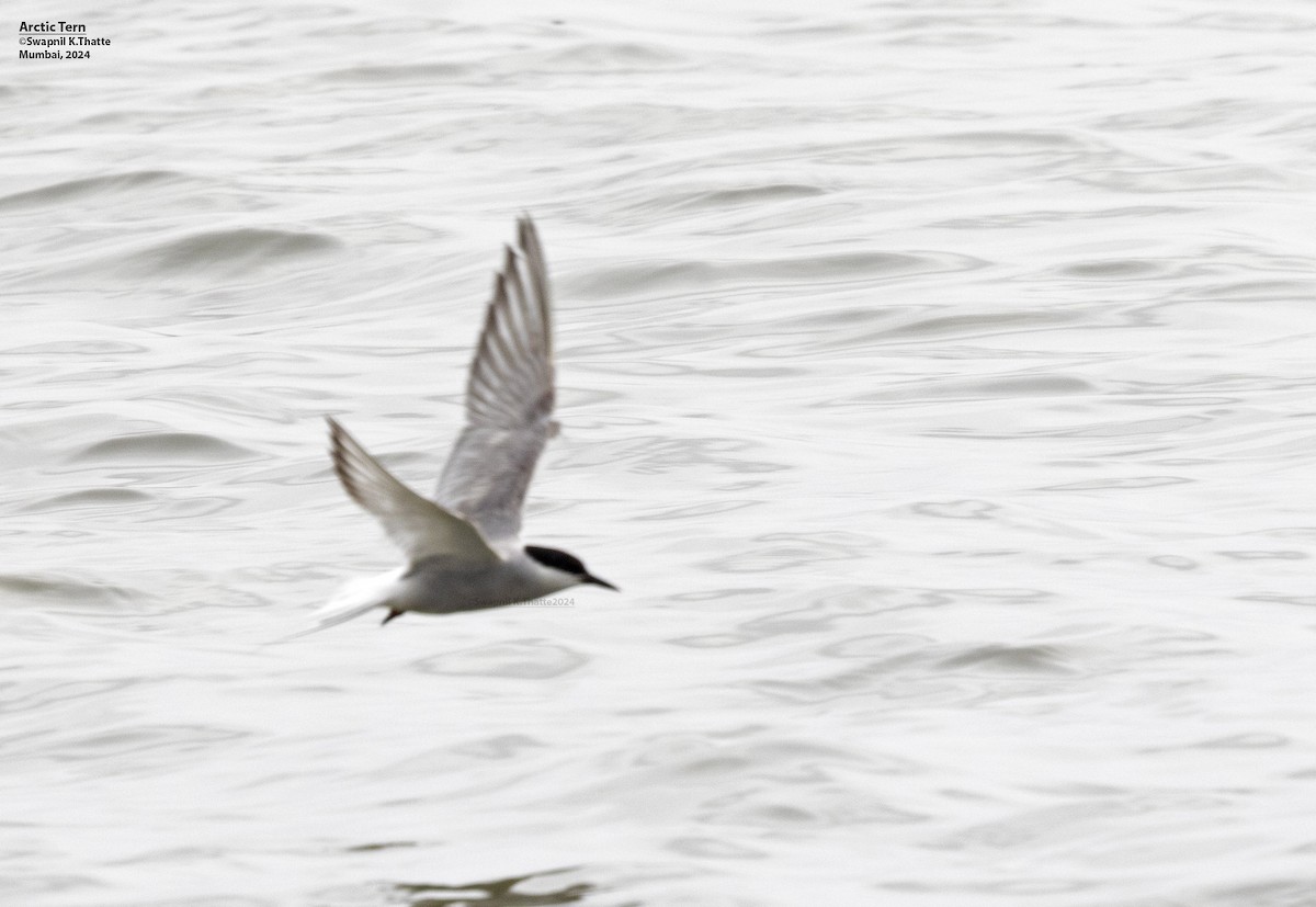 Arctic Tern - ML622727311