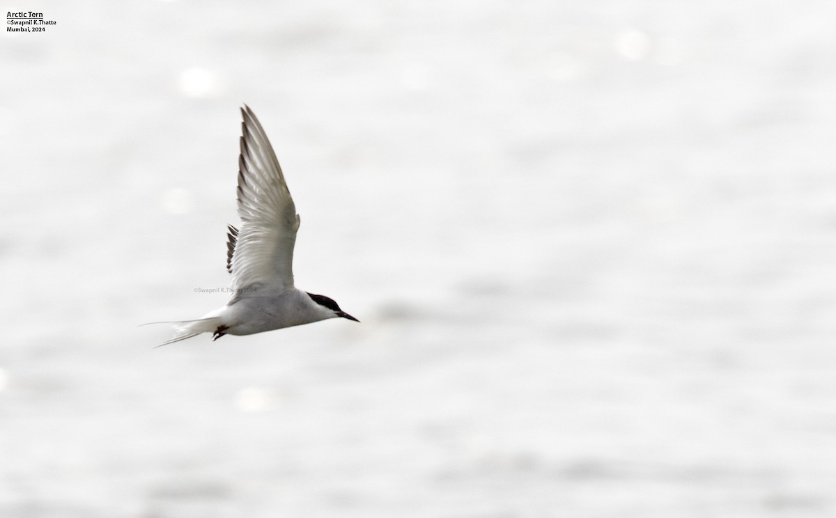 Arctic Tern - ML622727312