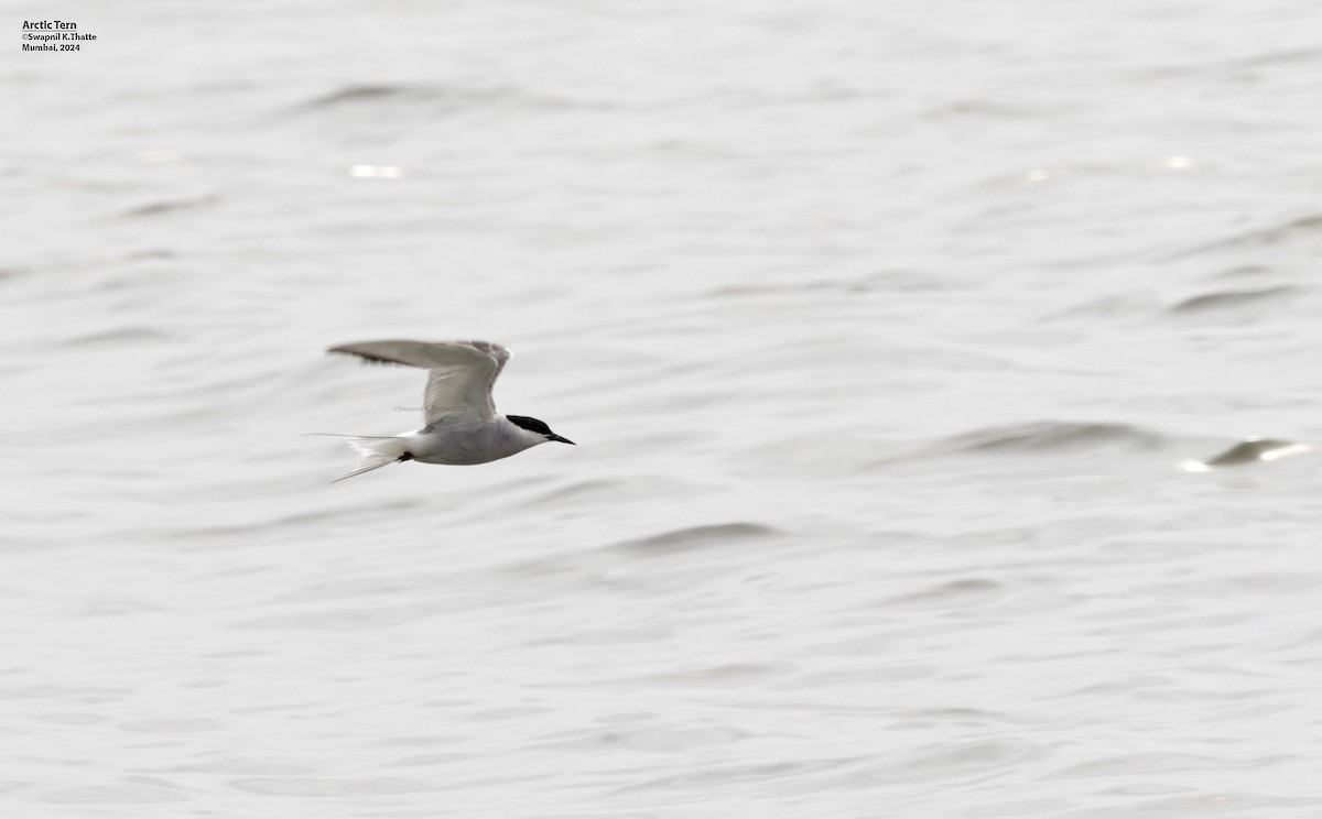 Arctic Tern - ML622727313