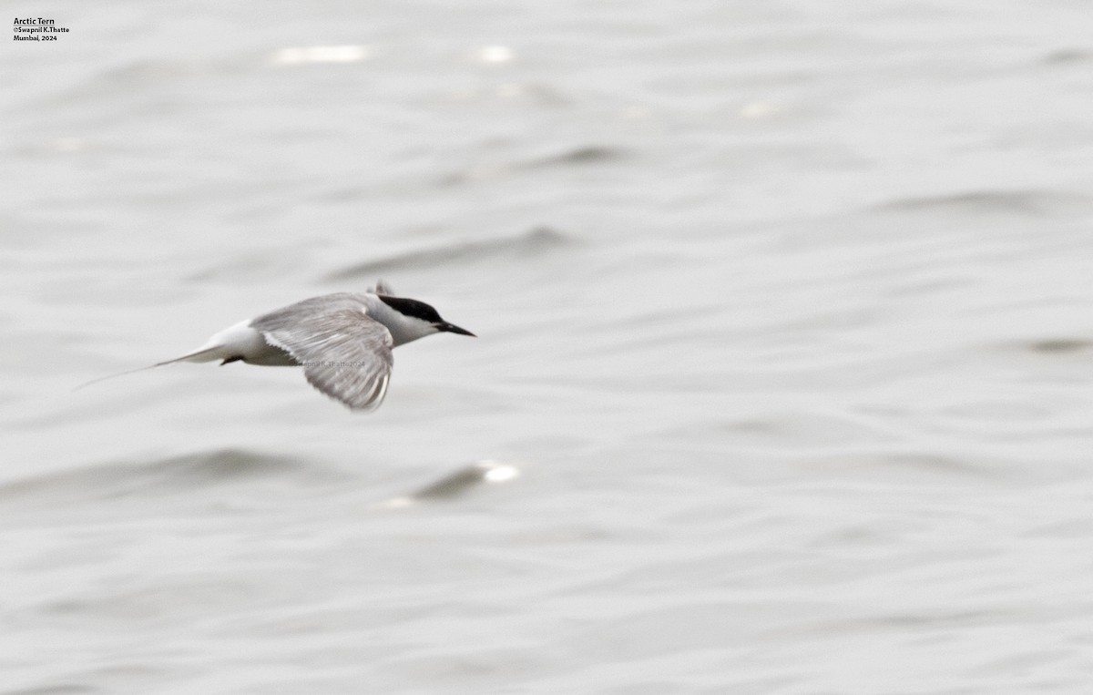 Arctic Tern - ML622727314