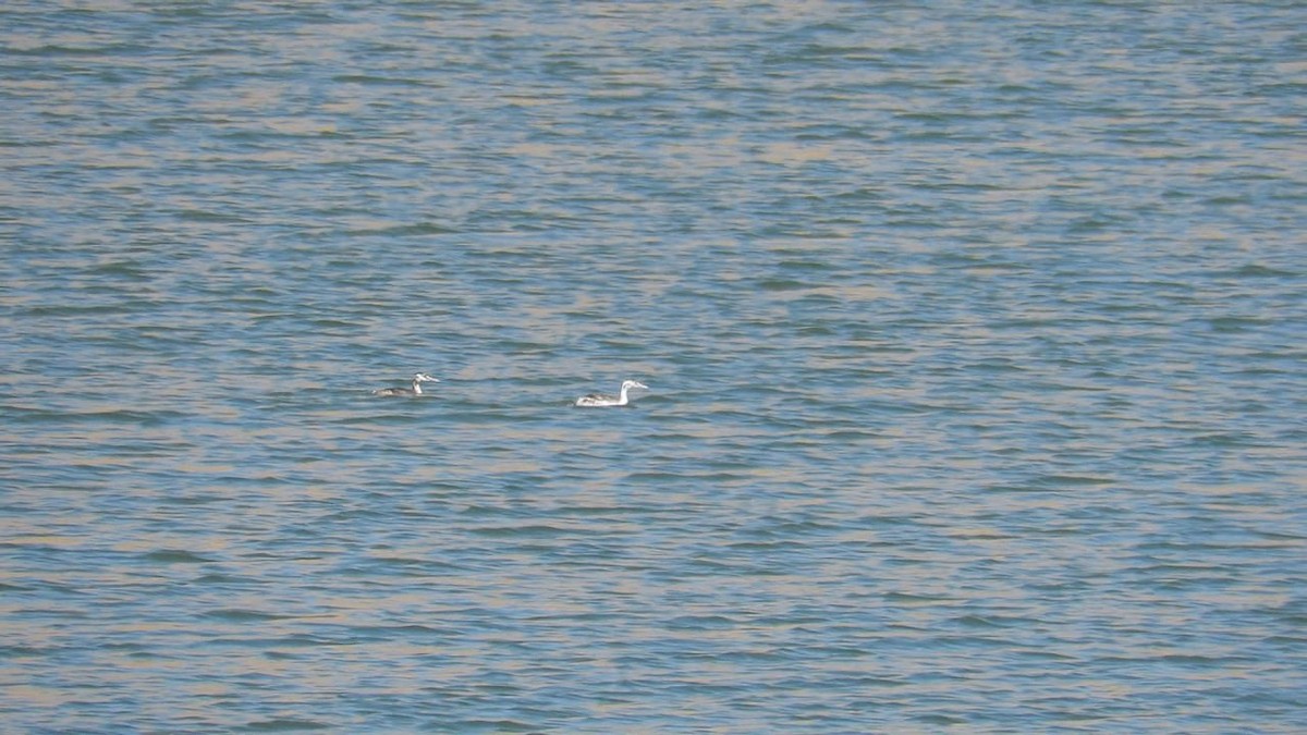 Great Crested Grebe - ML622727315