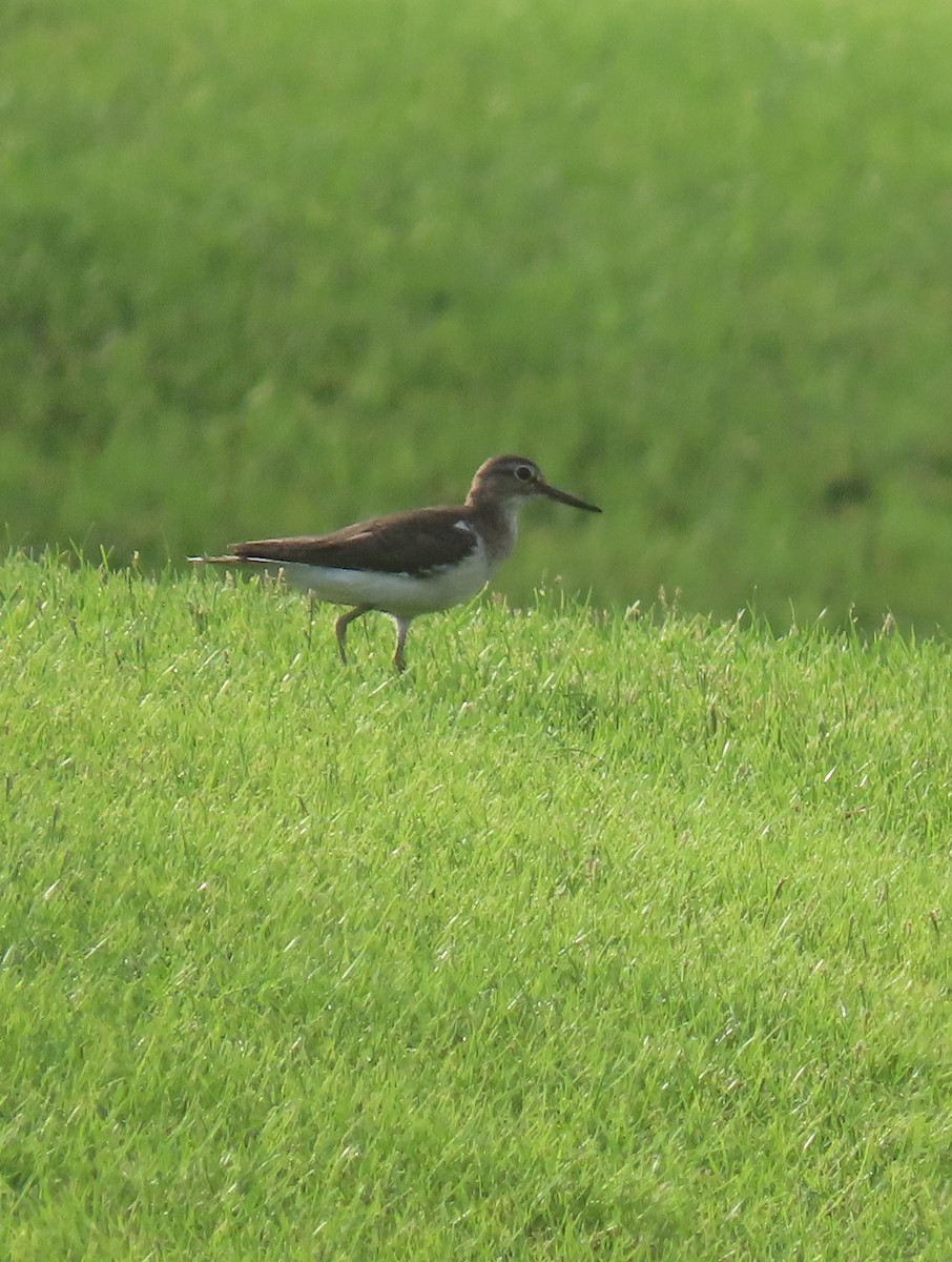 Common Sandpiper - ML622727348