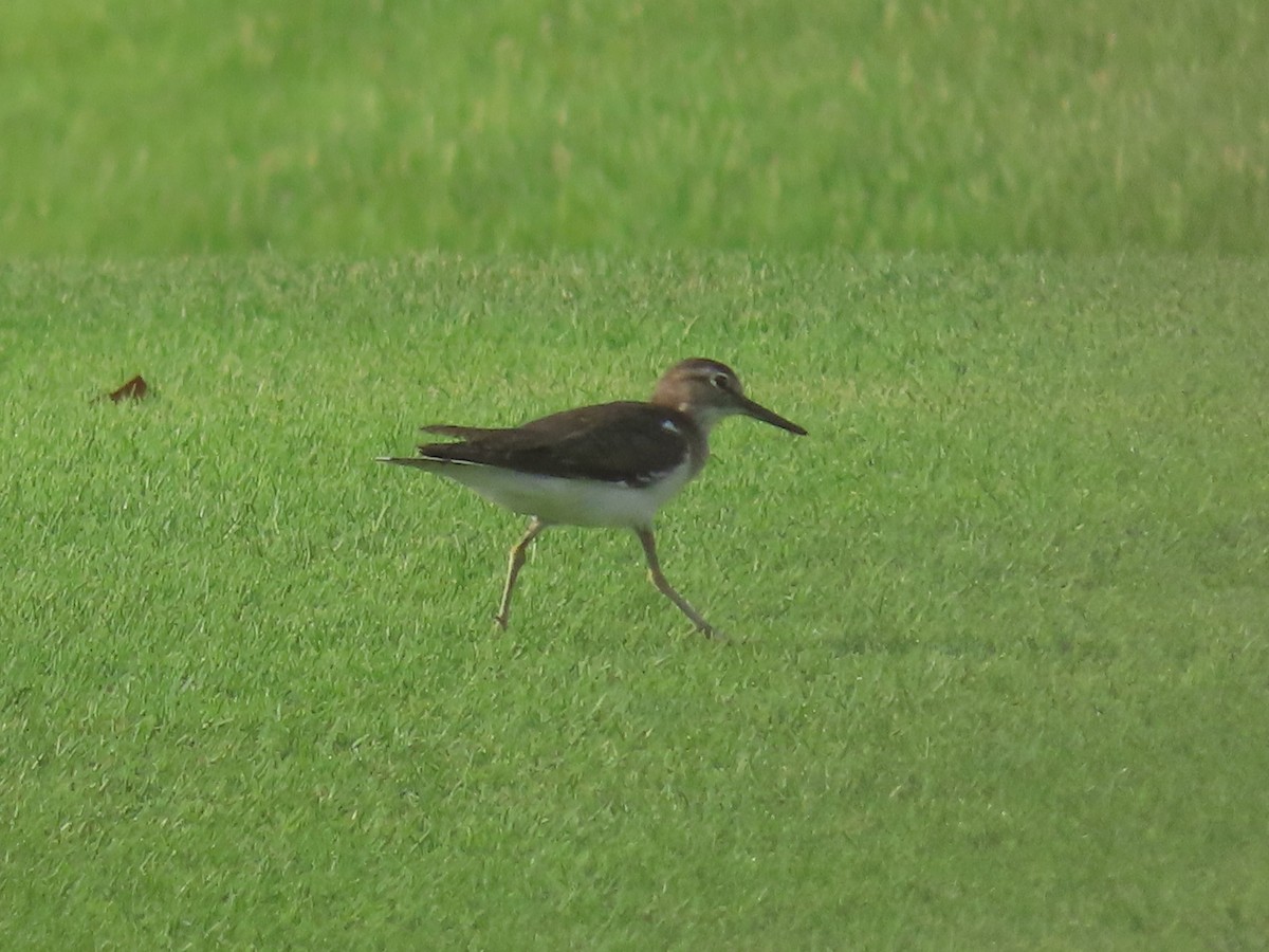 Common Sandpiper - ML622727353