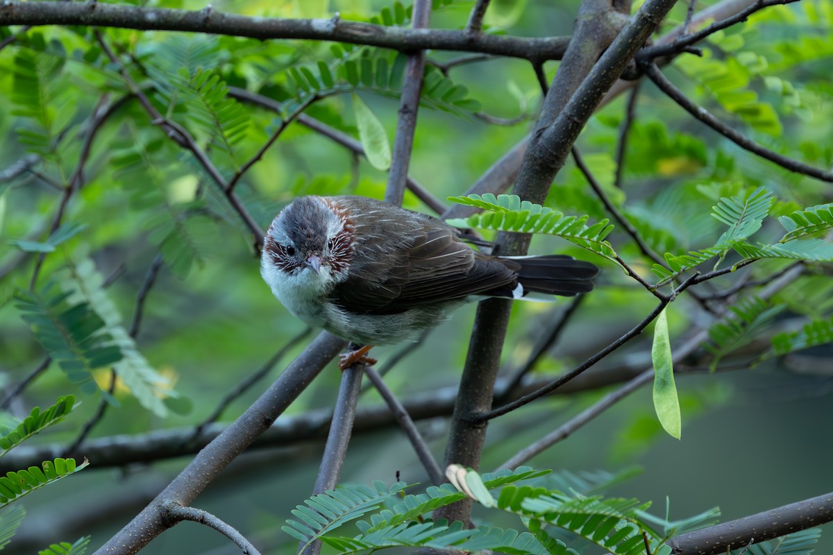 Indochinese Yuhina - 1an Wang