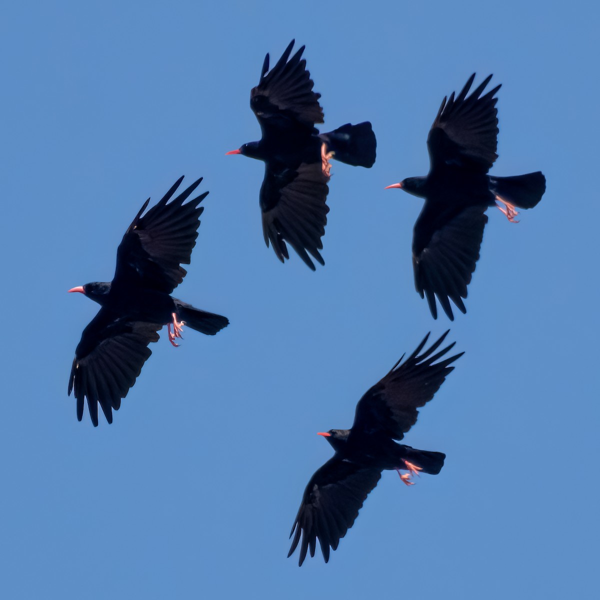 Red-billed Chough - ML622727396