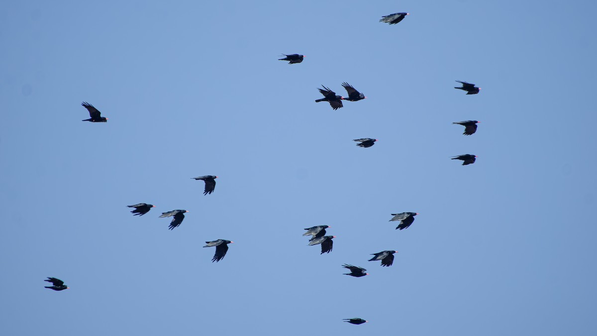 Red-billed Chough - ML622727397