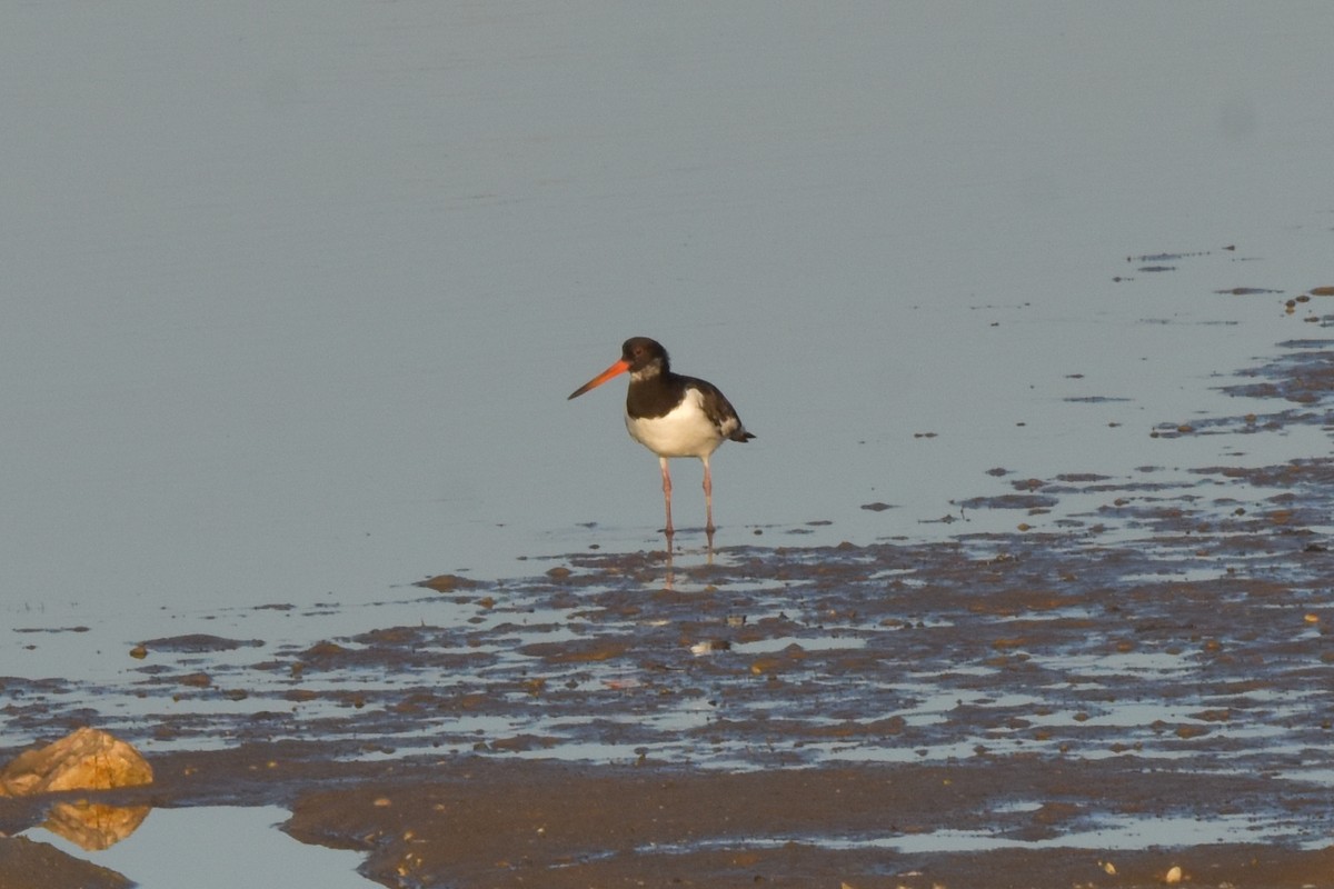 Eurasian Oystercatcher - ML622727421