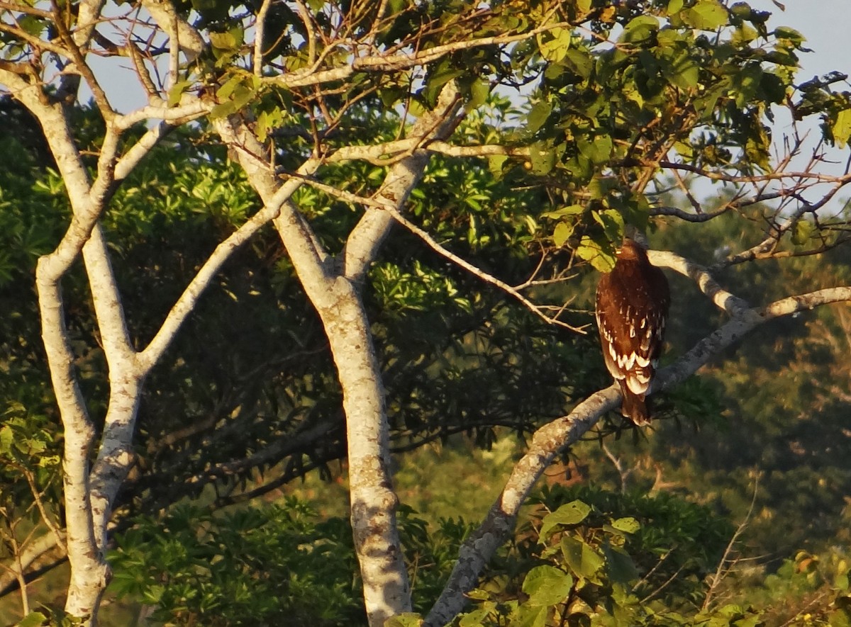 Greater Spotted Eagle - ML622727481