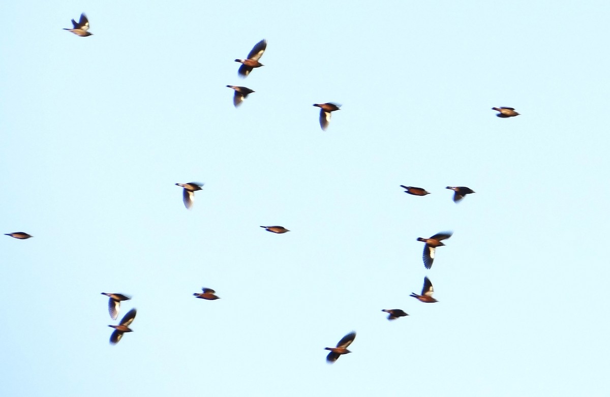 Spot-winged Starling - ML622727483