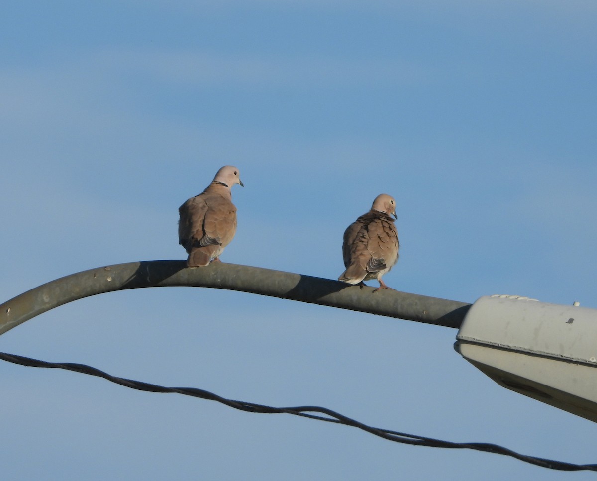 Eurasian Collared-Dove - ML622727582