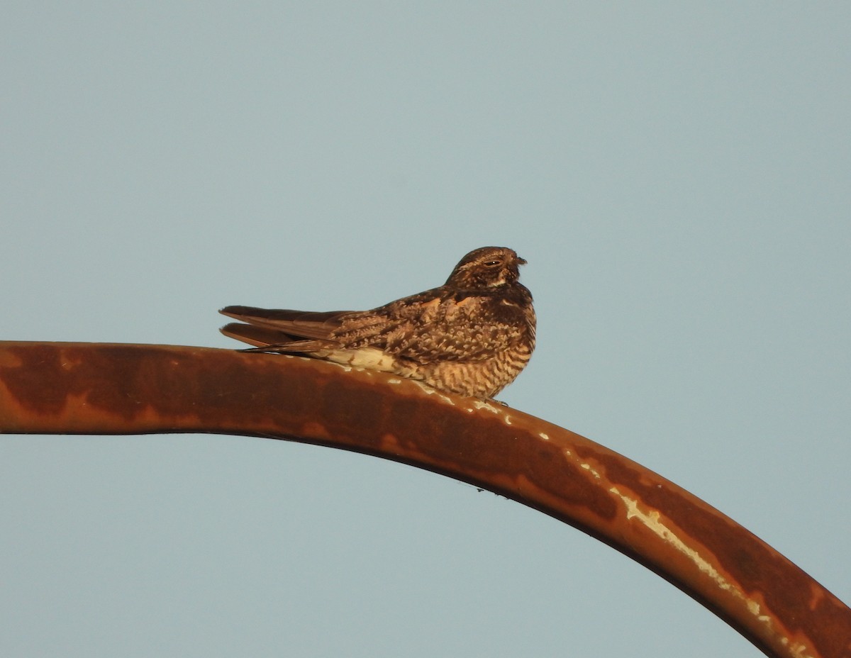 Common Nighthawk - Jim Varner