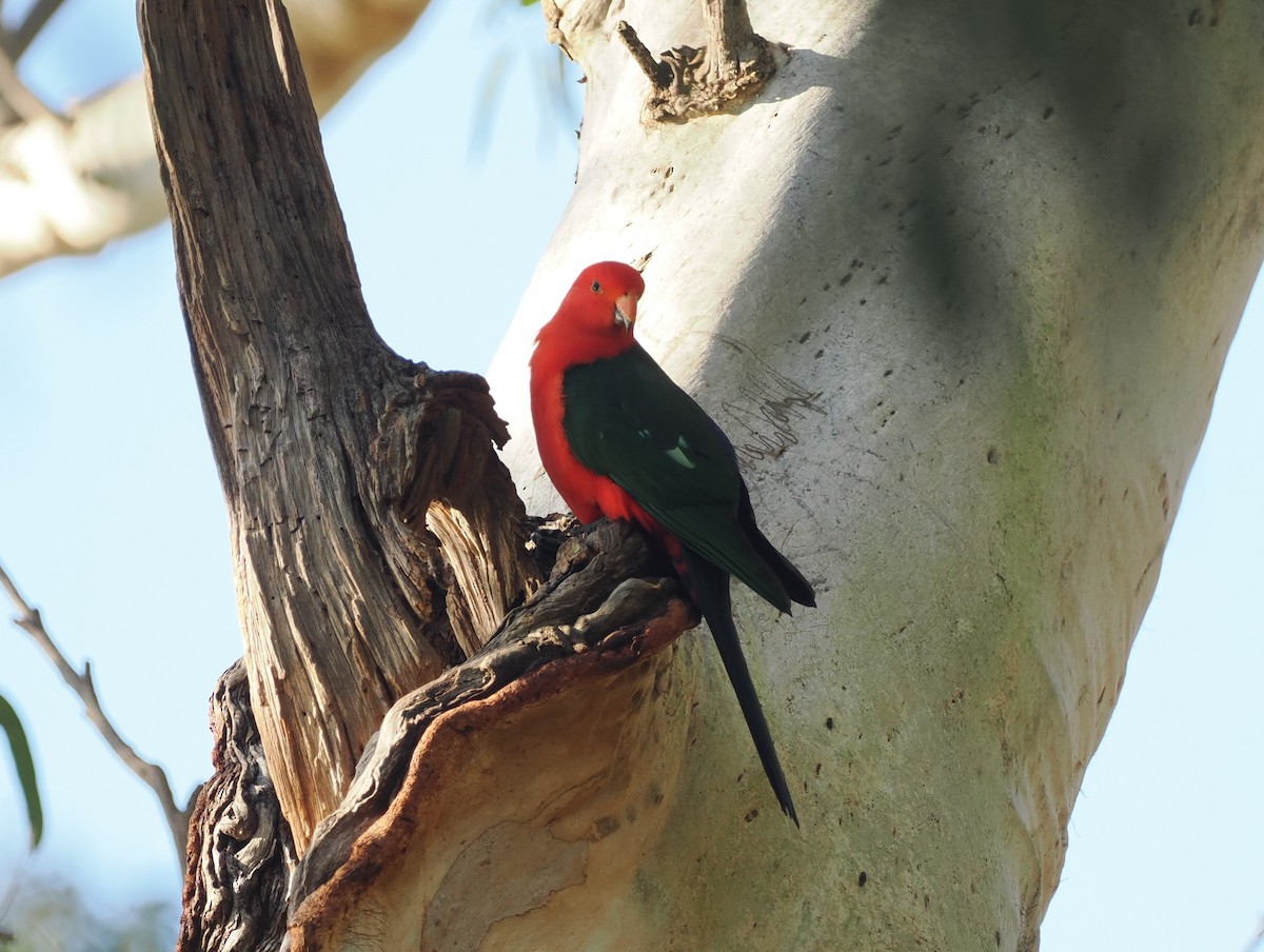 Australian King-Parrot - ML622727586