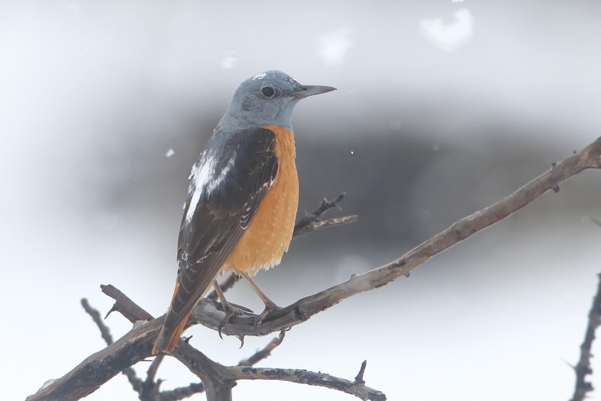 Rufous-tailed Rock-Thrush - Ohad Sherer