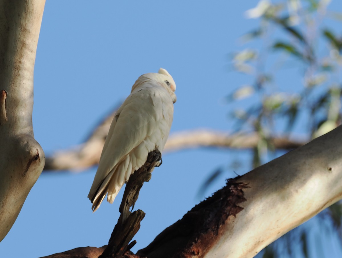 Little Corella - ML622727615