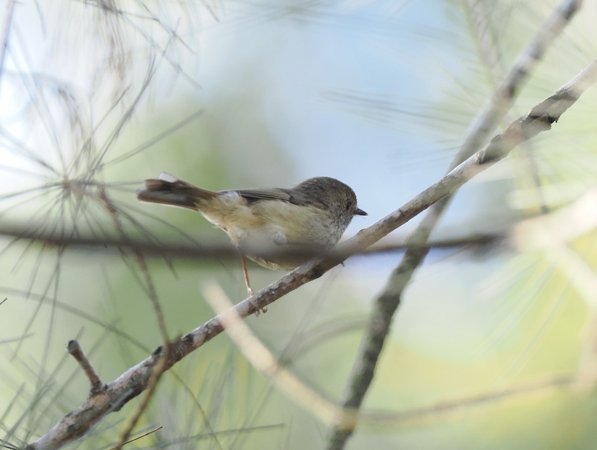 Brown Thornbill - ML622727658