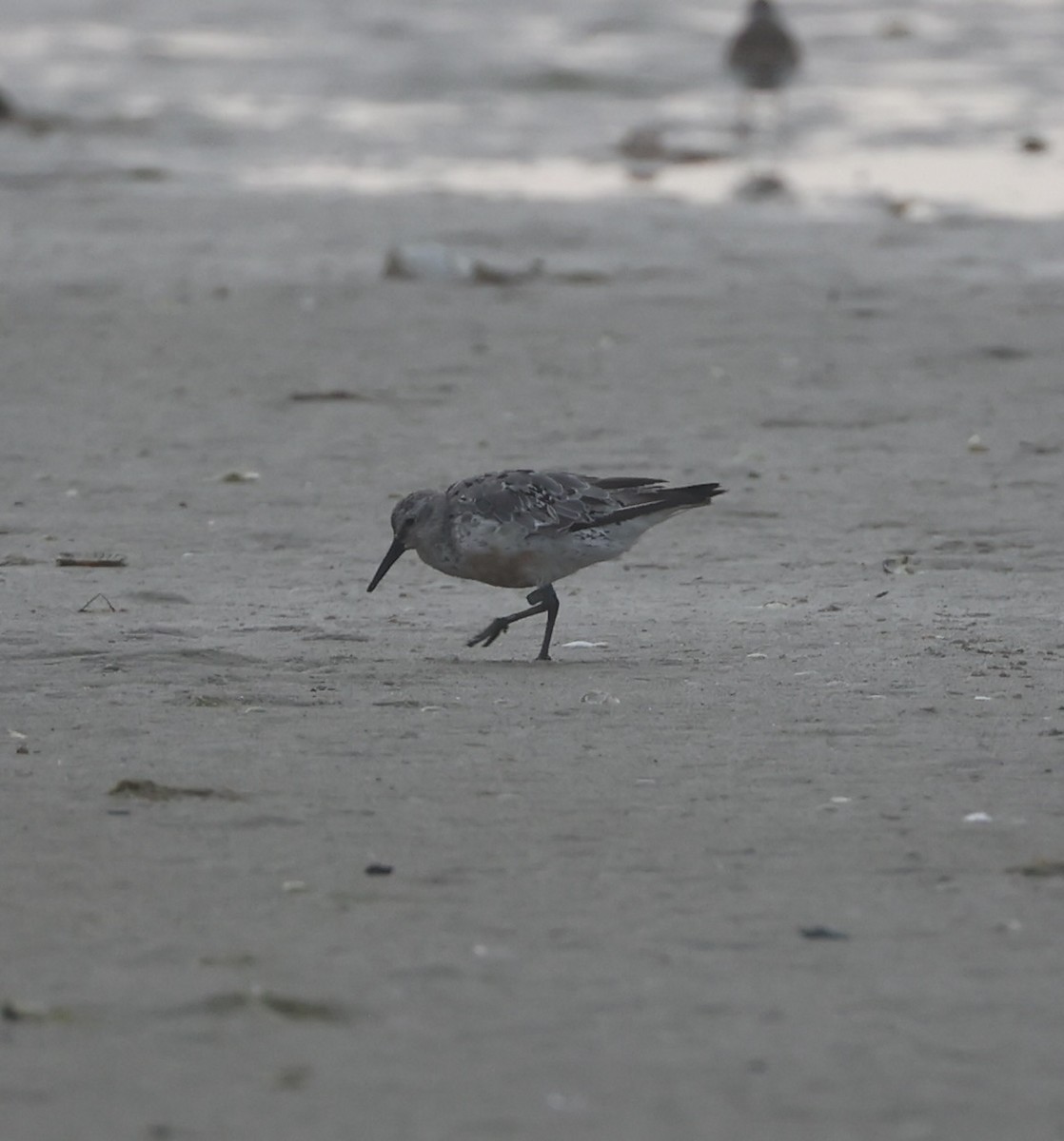 Red Knot - ML622727665