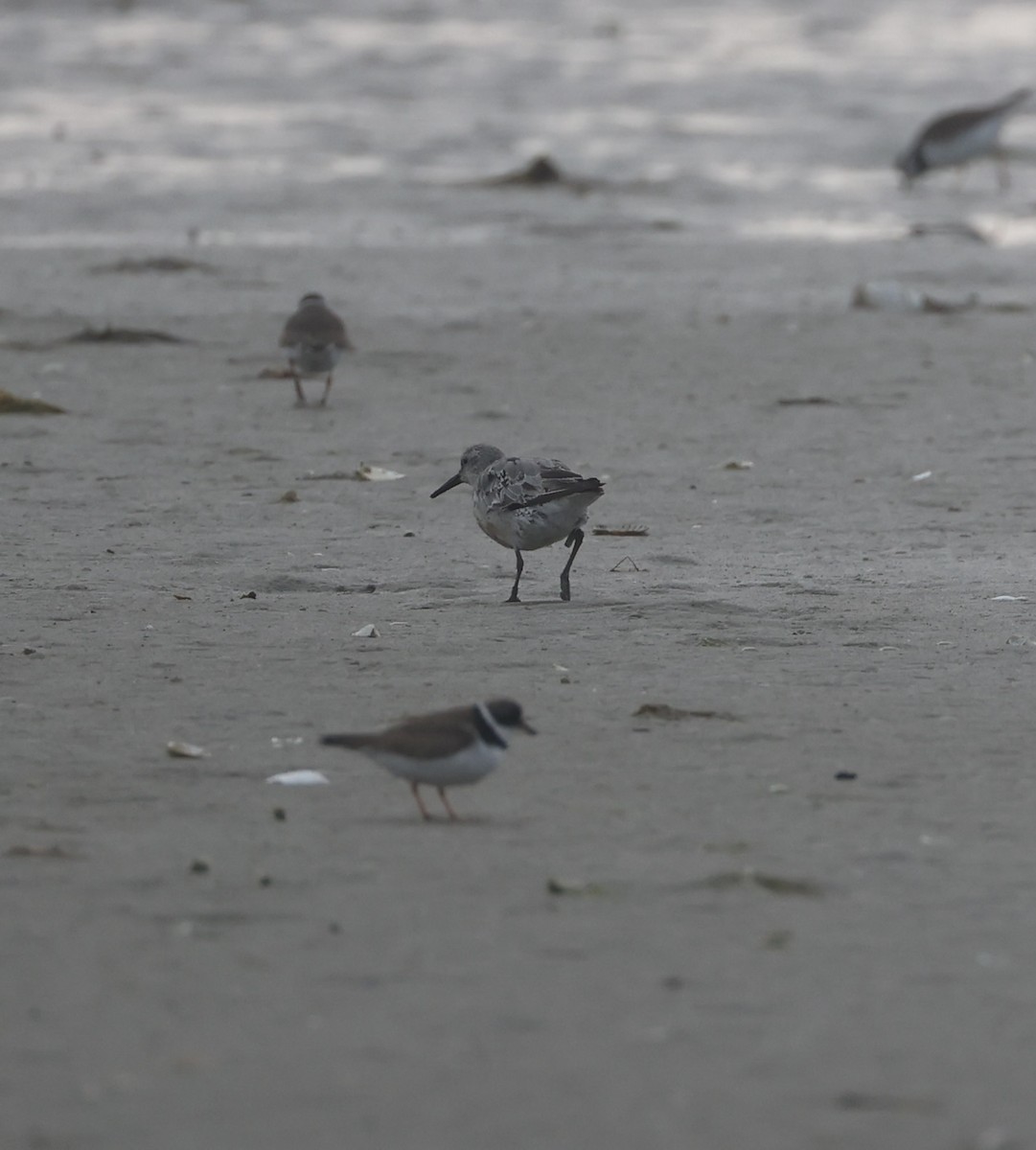 Red Knot - ML622727667