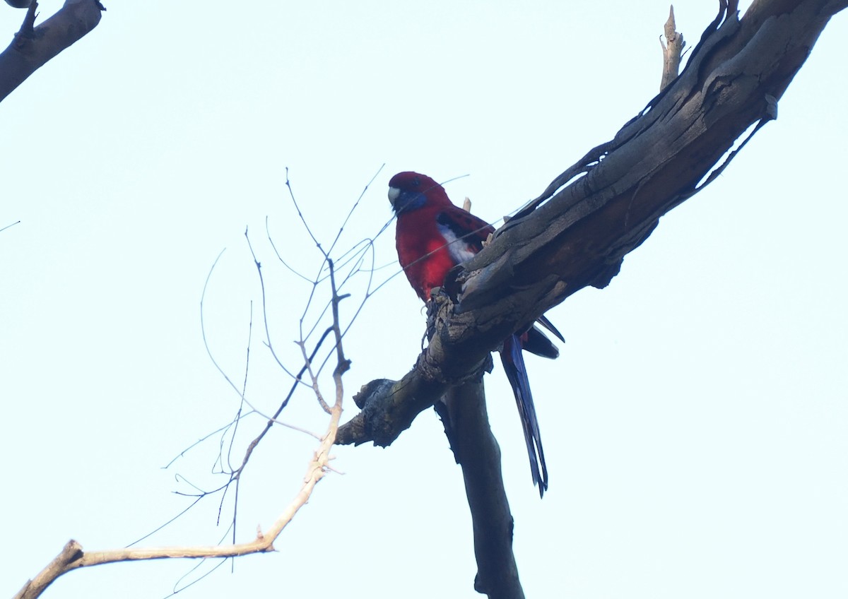 Crimson Rosella - ML622727674