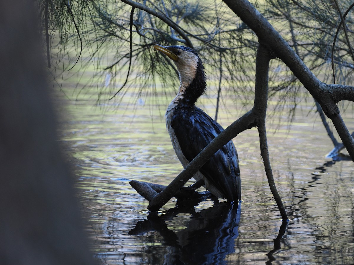 Little Pied Cormorant - Scott (瑞興) LIN(林)