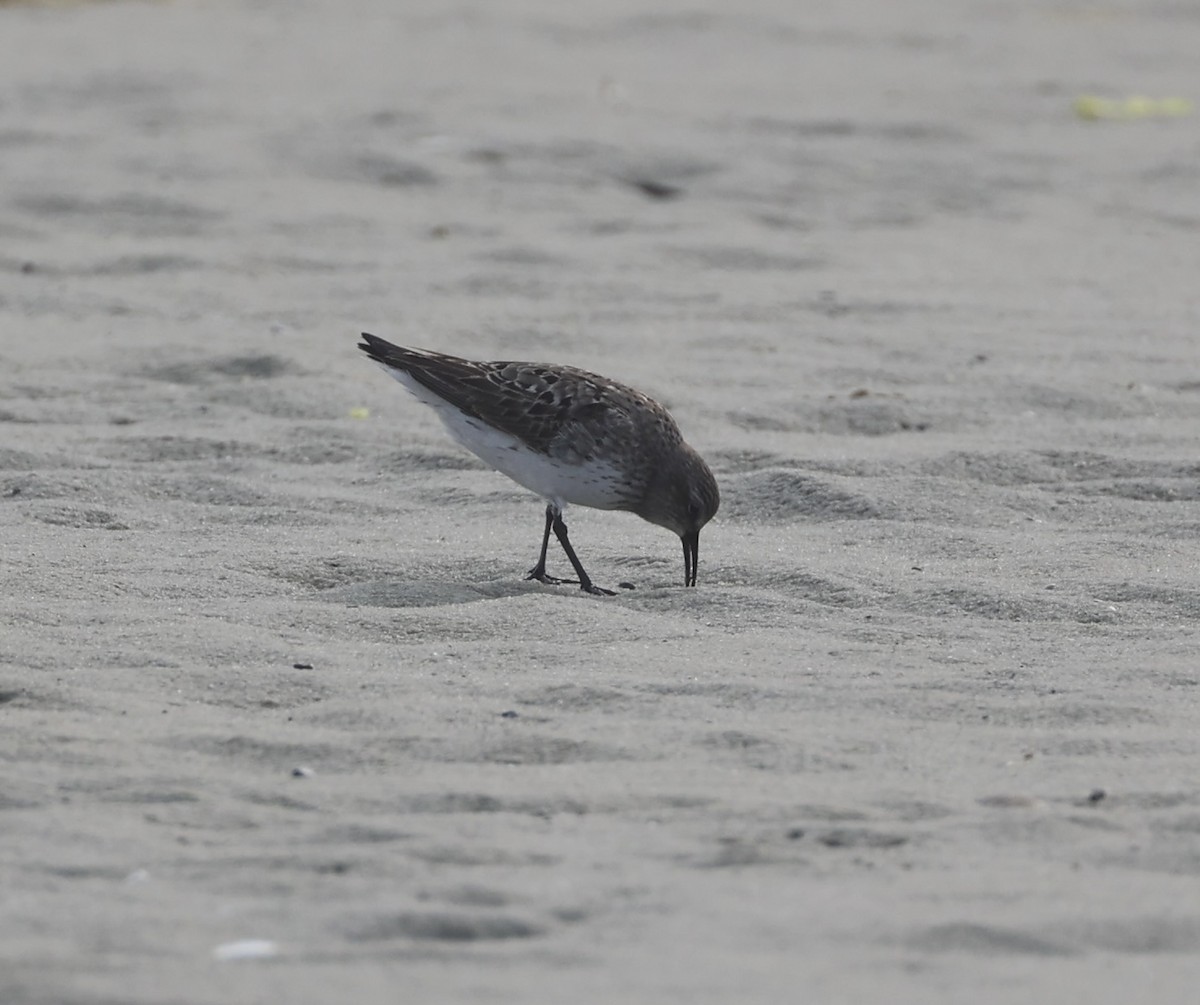 White-rumped Sandpiper - ML622727699