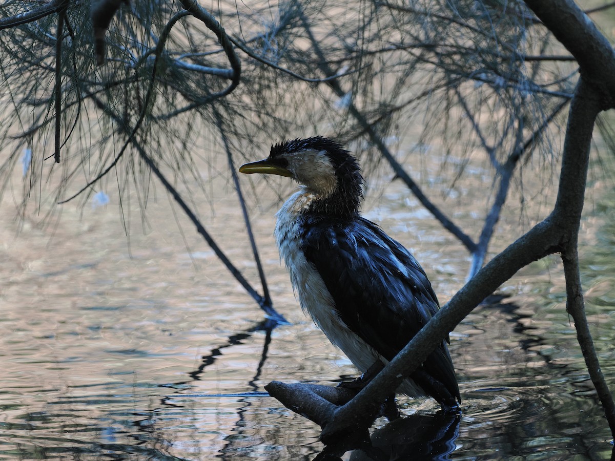 Little Pied Cormorant - Scott (瑞興) LIN(林)