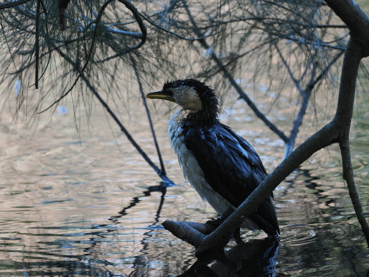 Little Pied Cormorant - ML622727701