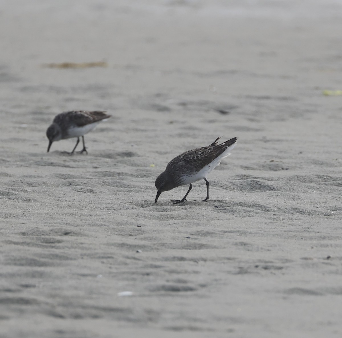 White-rumped Sandpiper - ML622727703