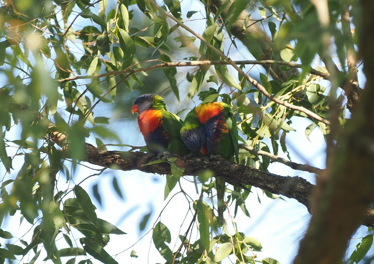 Rainbow Lorikeet - ML622727706