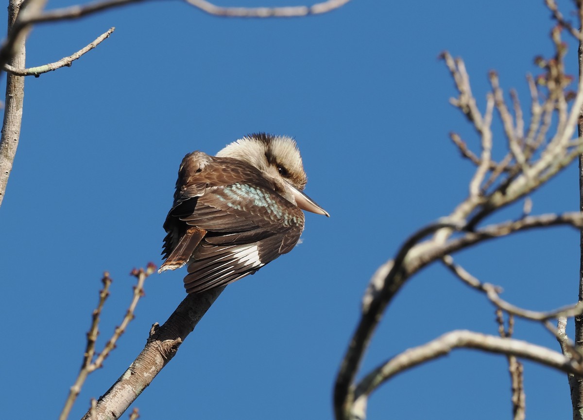 Laughing Kookaburra - ML622727716