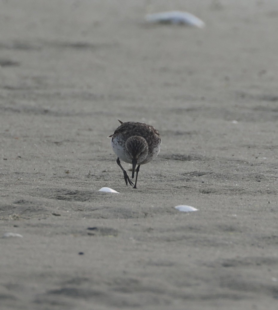 Semipalmated Sandpiper - ML622727718