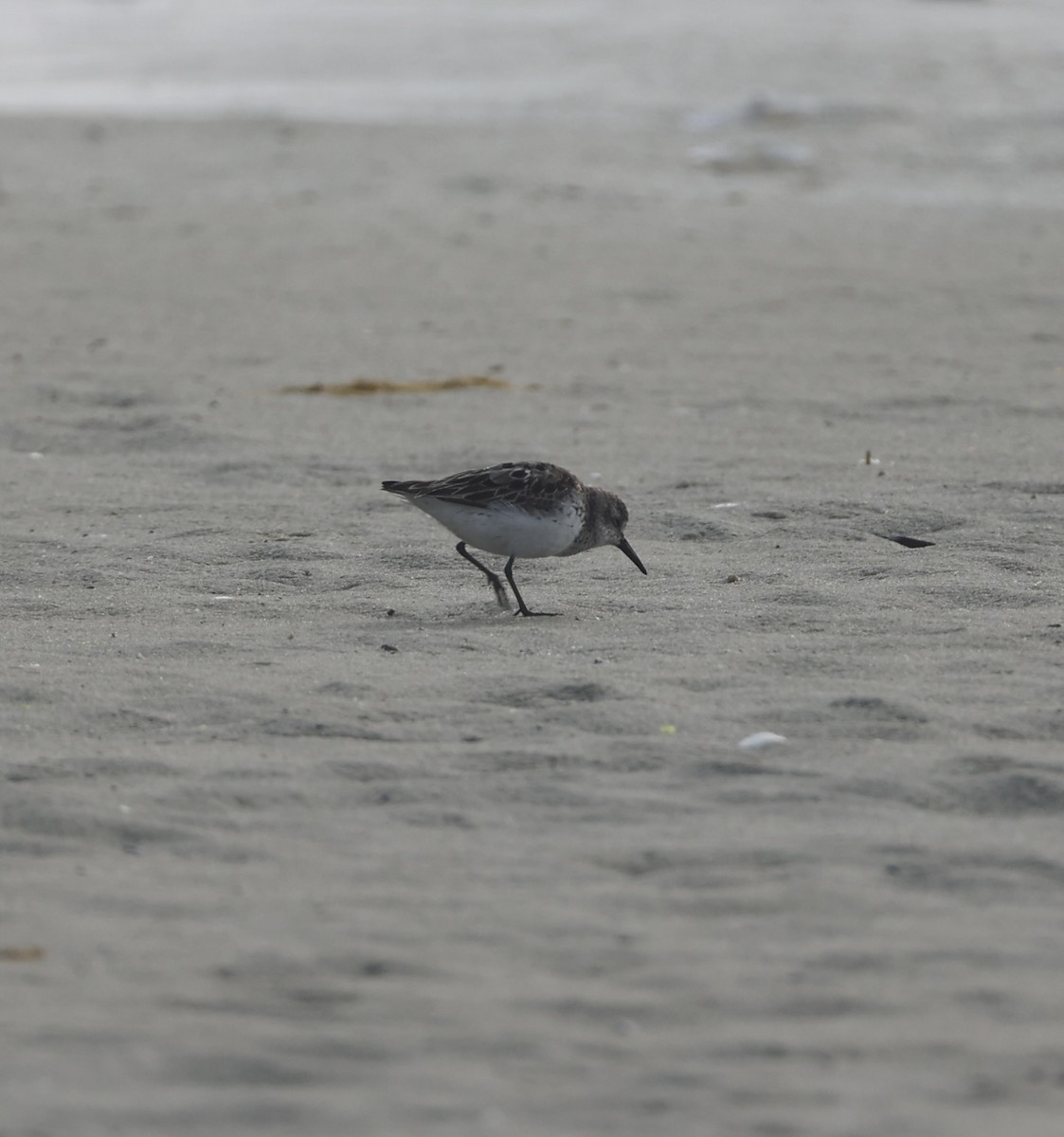 Semipalmated Sandpiper - ML622727725