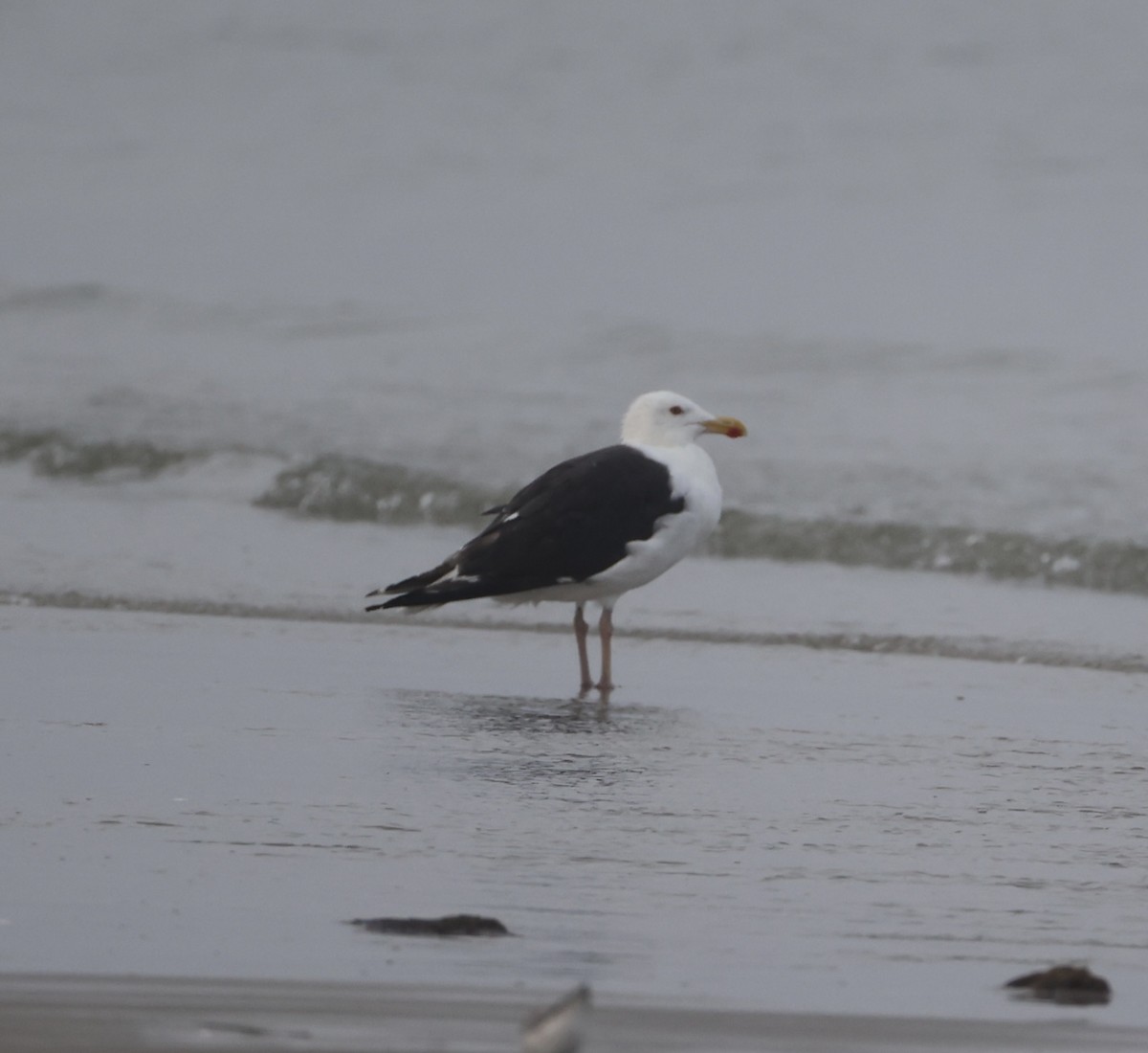 Great Black-backed Gull - ML622727736