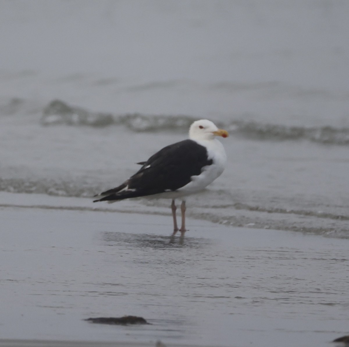 Great Black-backed Gull - ML622727738