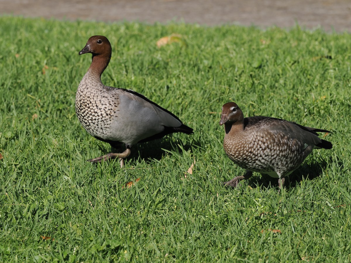 Maned Duck - ML622727751