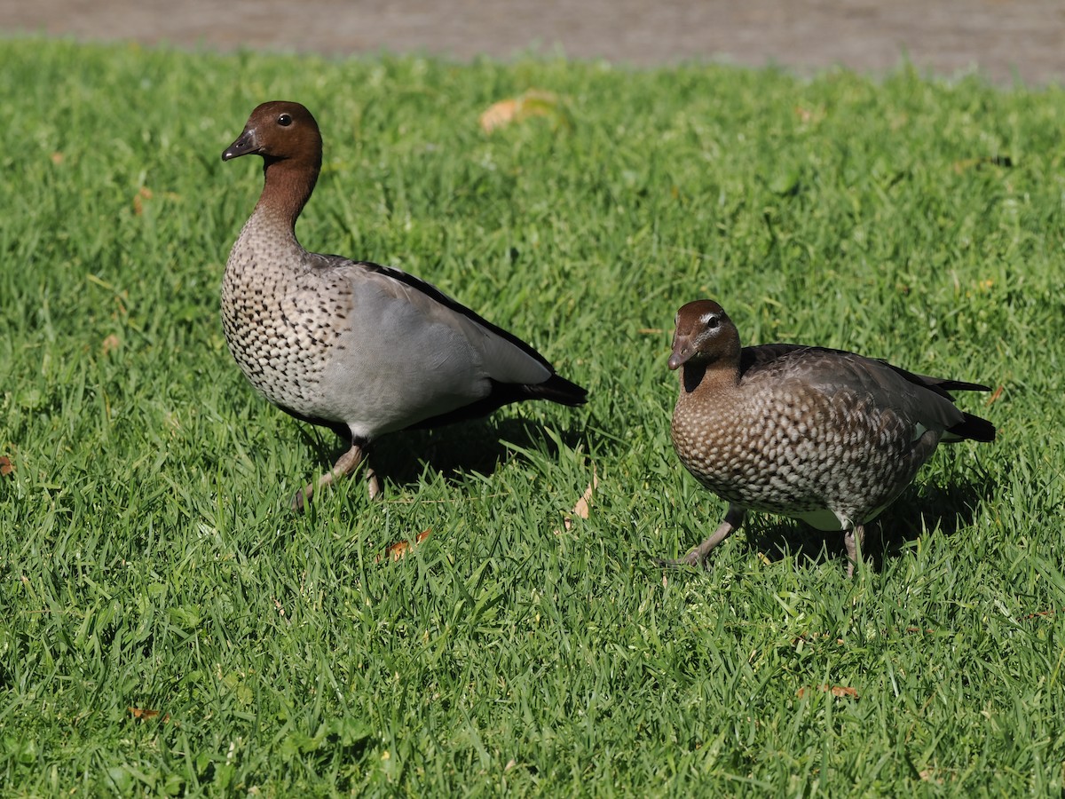 Maned Duck - ML622727752