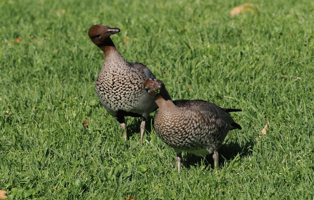 Maned Duck - ML622727765