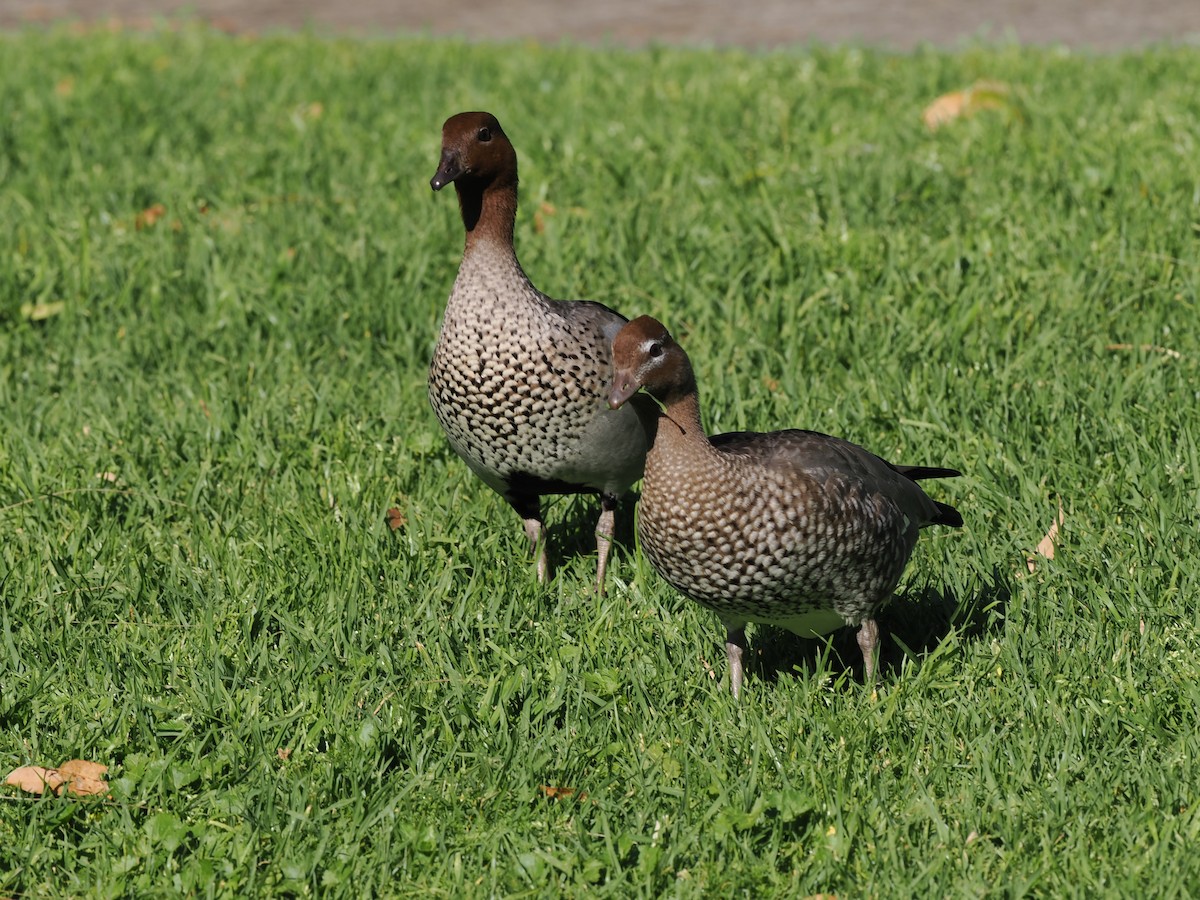 Maned Duck - ML622727766