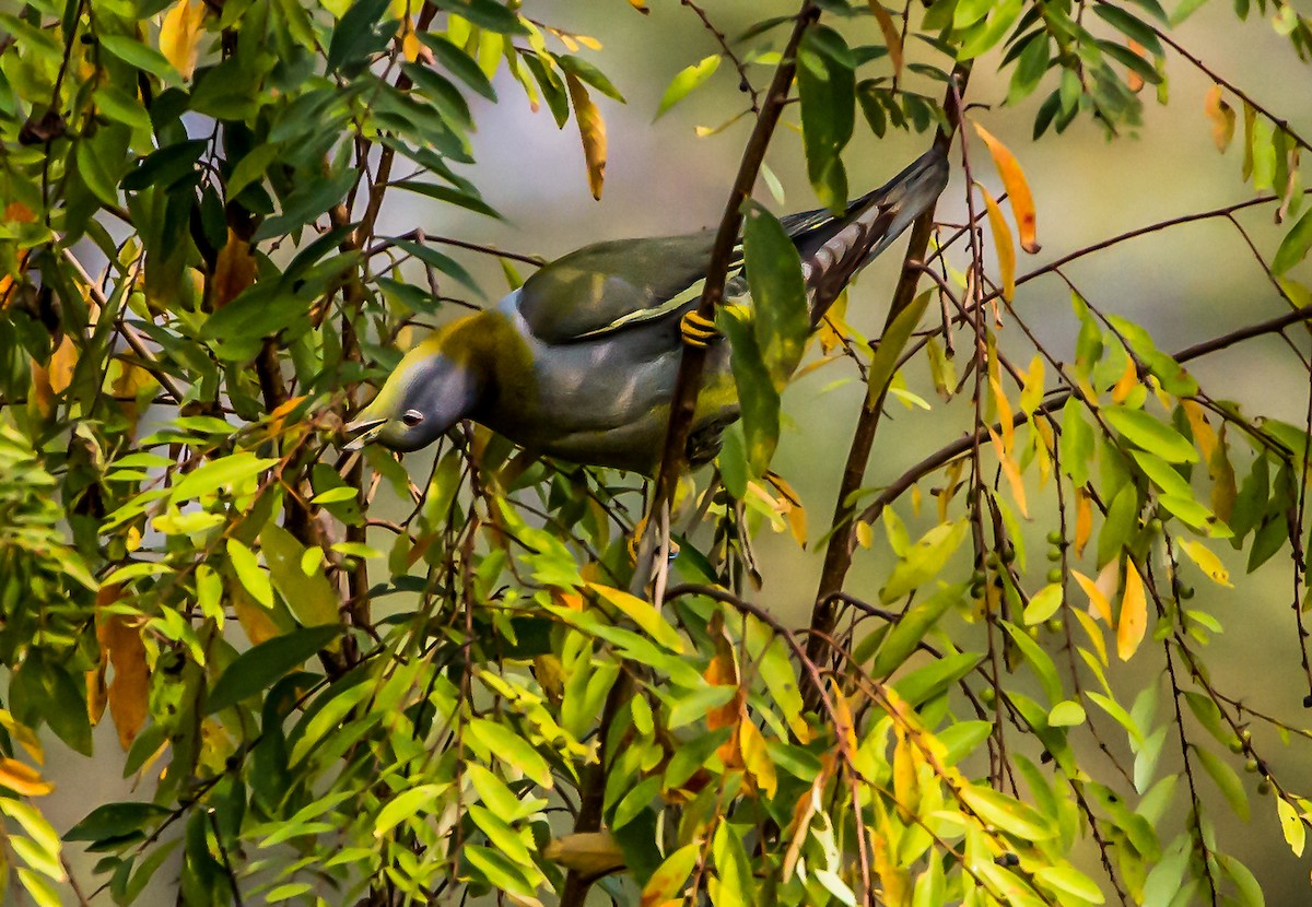 Yellow-footed Green-Pigeon - ML622727779