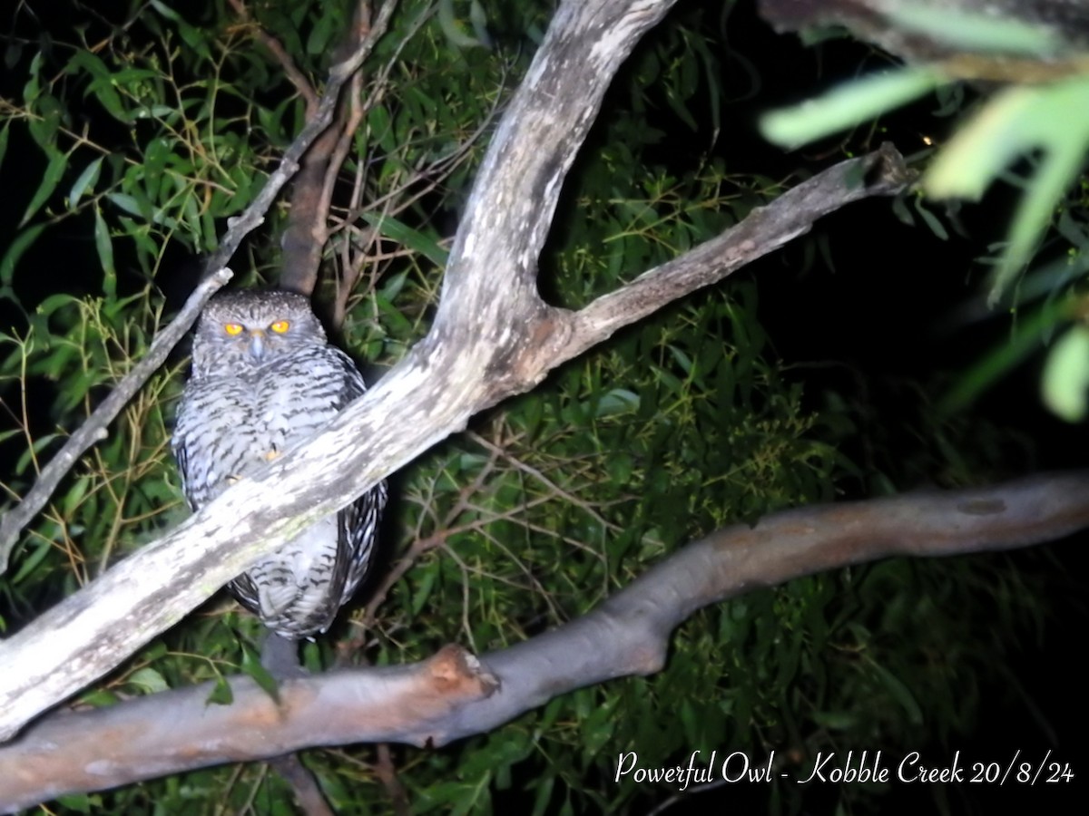 Powerful Owl - ML622727799