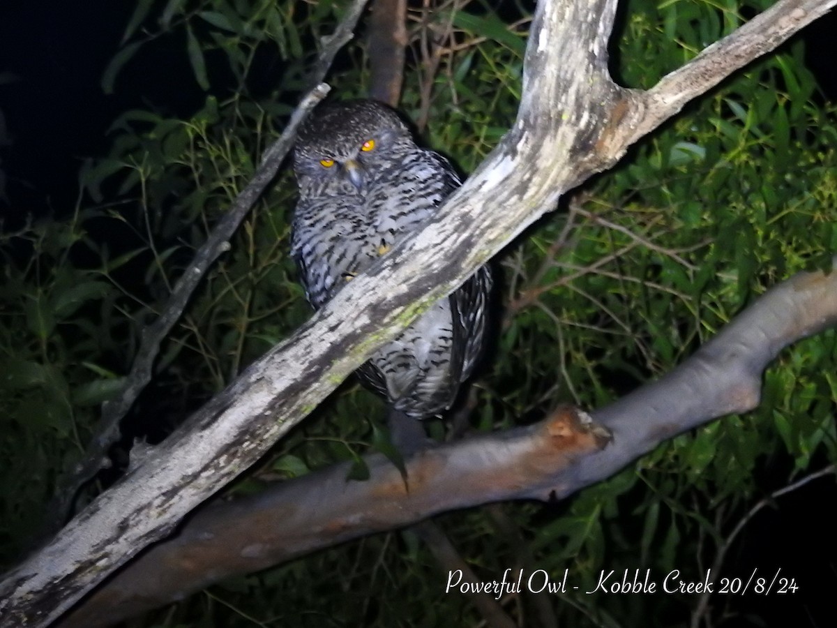 Powerful Owl - ML622727801