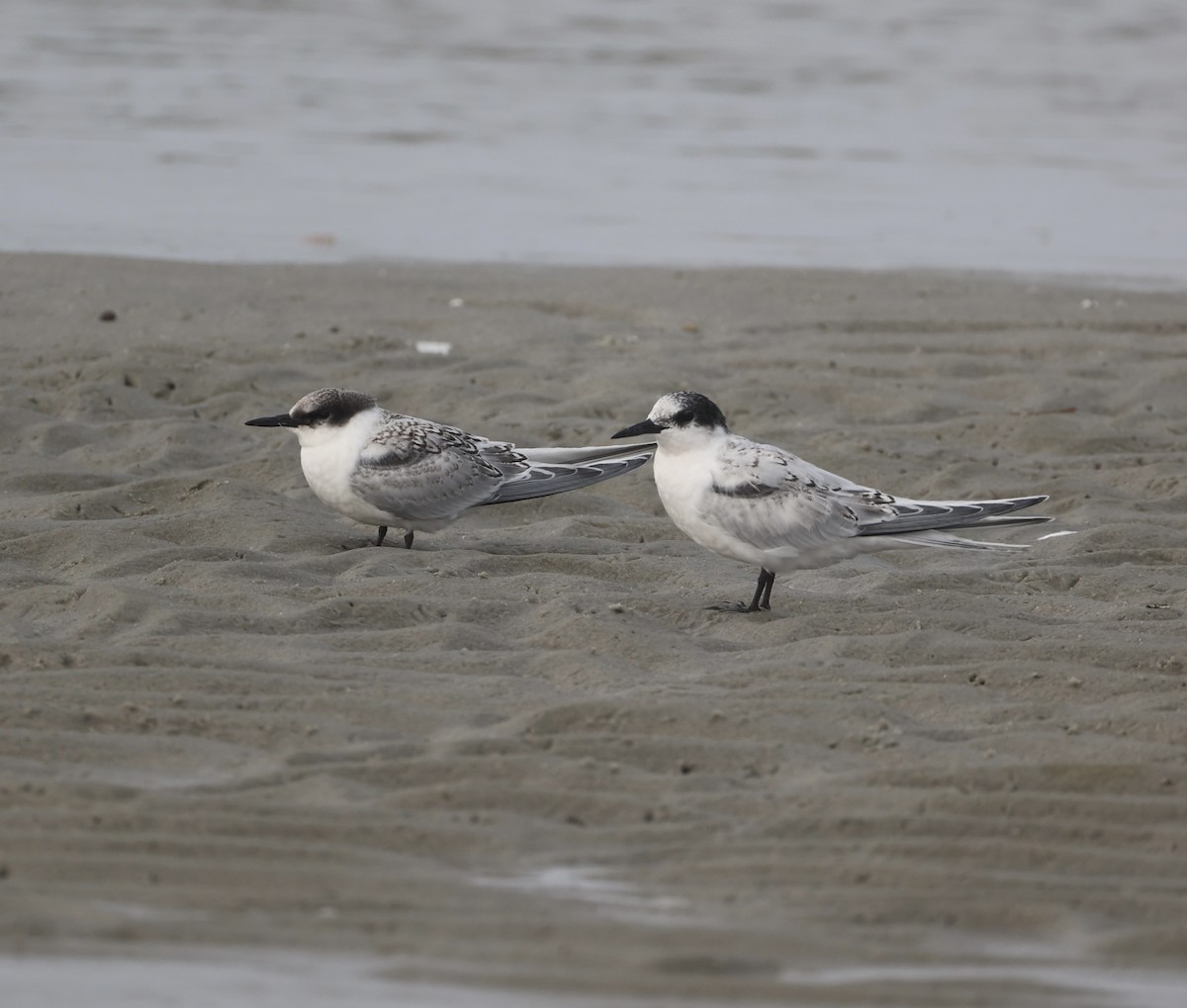 Roseate Tern - ML622727813