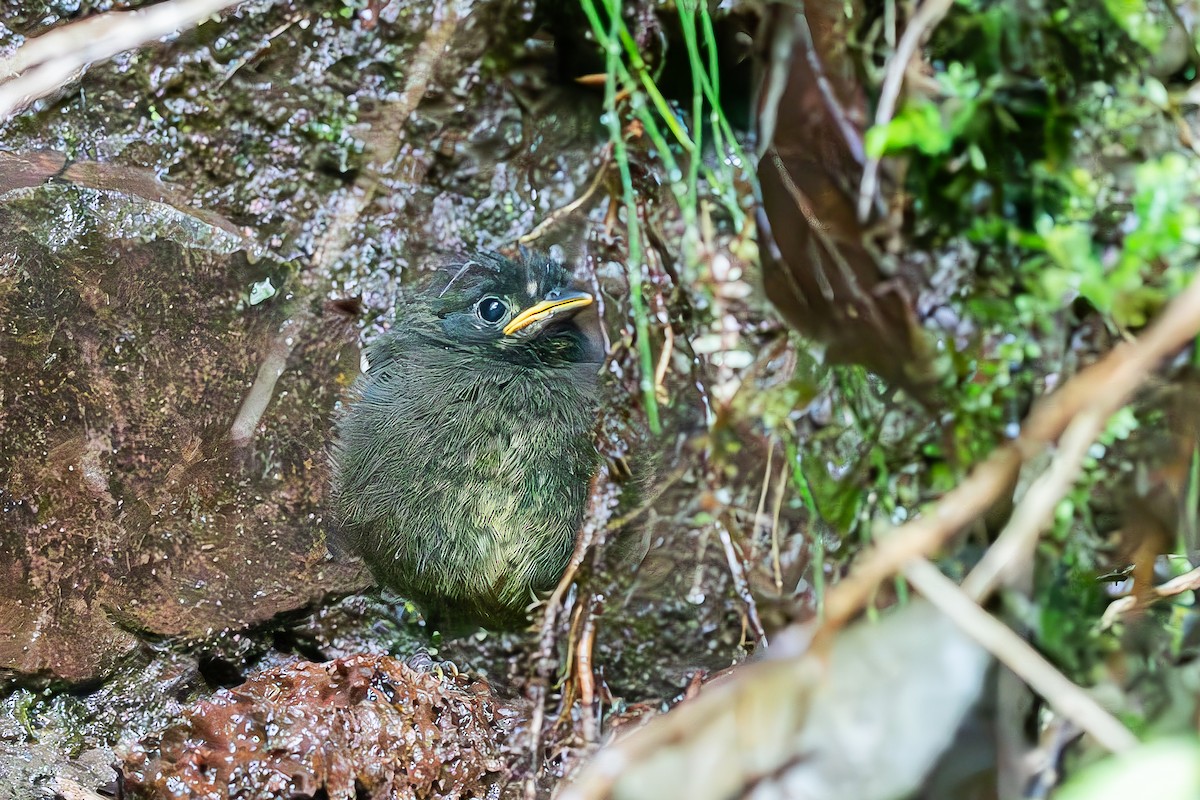 Sooty-faced Finch - ML622727821